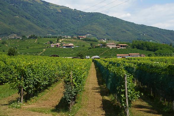 Boom del vino, produzione a +8,9% Veneto in testa ma calano i prezzi