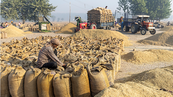 I mercati alimentari globali nel 2025, il rapporto della Fao sull&rsquo;andamento  